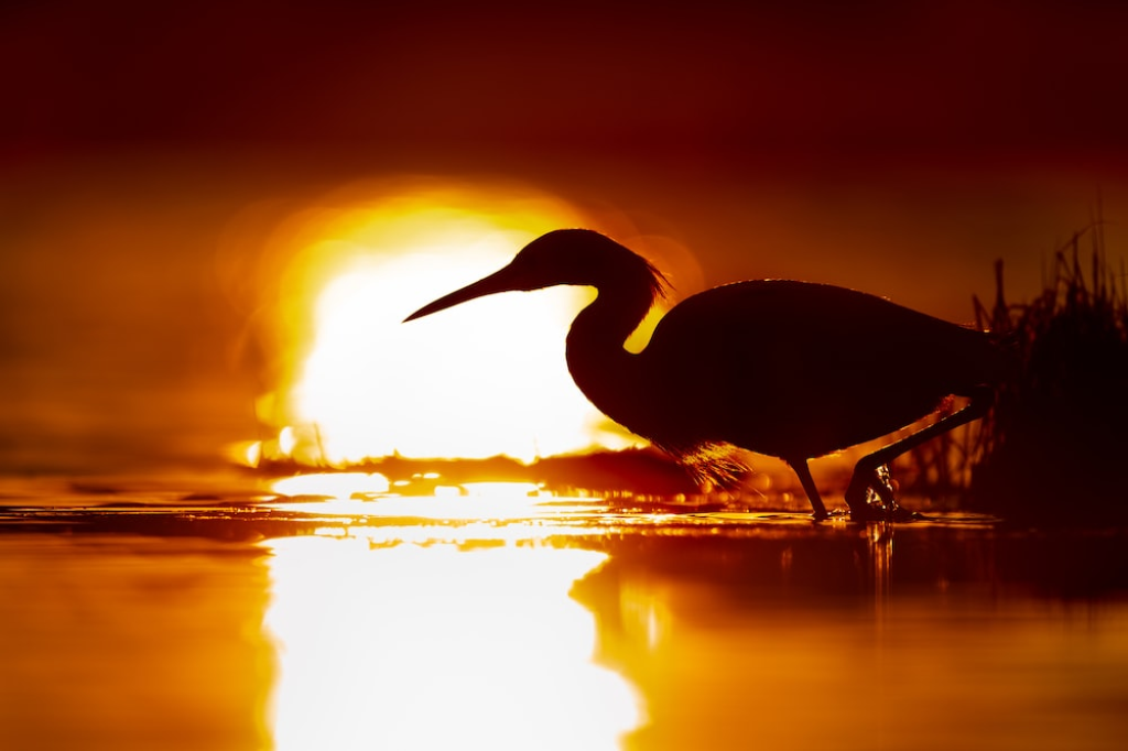 A bird walking in the water against sunlight.